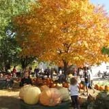 Pierce's Pumpkin Patch photo