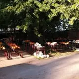 Pierce's Pumpkin Patch photo