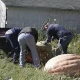 Pierce's Pumpkin Patch photo