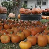 Pierce's Pumpkin Patch photo