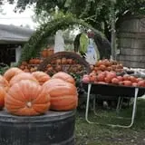 Pierce's Pumpkin Patch photo