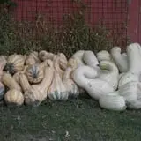 Pierce's Pumpkin Patch photo