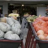 Pierce's Pumpkin Patch photo