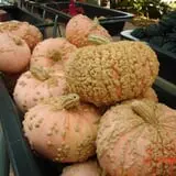 Pierce's Pumpkin Patch photo