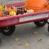 Pierce's Pumpkin Patch photo