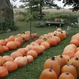 Pierce's Pumpkin Patch photo
