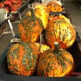 Pierce's Pumpkin Patch photo
