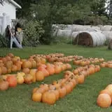 Pierce's Pumpkin Patch photo