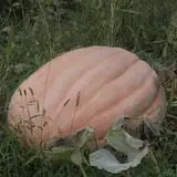 Pierce's Pumpkin Patch photo