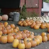 Pierce's Pumpkin Patch photo