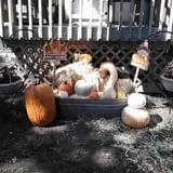 Pierce's Pumpkin Patch photo
