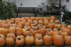 Pierce's Pumpkin Patch