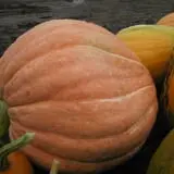 Fletcher Family Farm Pumpkin Patch & Hayride photo