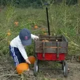 Fletcher Family Farm Pumpkin Patch & Hayride photo
