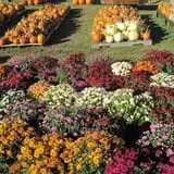 Fletcher Family Farm Pumpkin Patch & Hayride photo