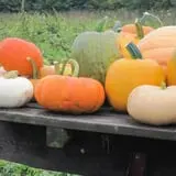 Fletcher Family Farm Pumpkin Patch & Hayride photo