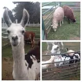 Fletcher Family Farm Pumpkin Patch & Hayride photo