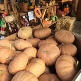 Fletcher Family Farm Pumpkin Patch & Hayride photo