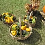 Fletcher Family Farm Pumpkin Patch & Hayride photo