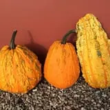 Fletcher Family Farm Pumpkin Patch & Hayride photo