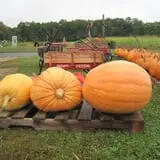 Fletcher Family Farm Pumpkin Patch & Hayride photo