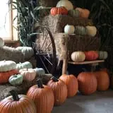 Winslow Farms Pumpkin Patch photo