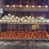 Winslow Farms Pumpkin Patch photo