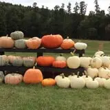 Winslow Farms Pumpkin Patch photo