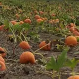 Winslow Farms Pumpkin Patch photo