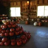 Winslow Farms Pumpkin Patch photo