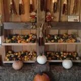Winslow Farms Pumpkin Patch photo