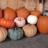 Winslow Farms Pumpkin Patch photo