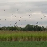 Rio Grande Community Farm Corn Maze photo