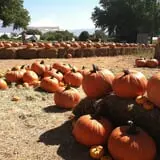 Rio Grande Community Farm Corn Maze photo
