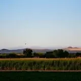 Rio Grande Community Farm Corn Maze photo