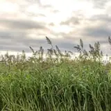 Rio Grande Community Farm Corn Maze photo