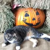 Rio Grande Community Farm Corn Maze photo