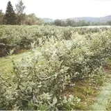 Sunnyside Family Farm LLC photo