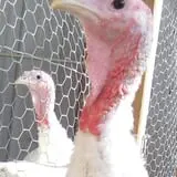 Sunnyside Family Farm LLC photo
