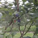 Sunnyside Family Farm LLC photo