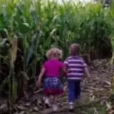 Wells Hollow Farm & Creamery Corn Maze photo
