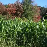 Wells Hollow Farm & Creamery Corn Maze photo