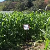 Wells Hollow Farm & Creamery Corn Maze photo