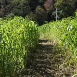 Wells Hollow Farm & Creamery Corn Maze photo