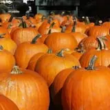 Wells Hollow Farm & Creamery Corn Maze photo