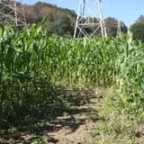 Wells Hollow Farm & Creamery Corn Maze photo