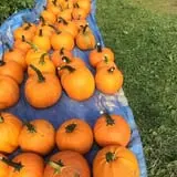 McKenzie Farm photo