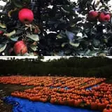 McKenzie Farm photo