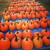 McKenzie Farm photo