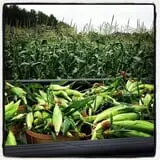 McKenzie Farm photo